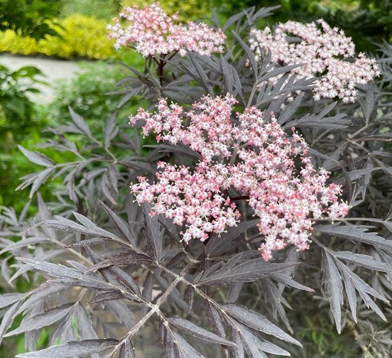 Бузина черная Блэк Лейс